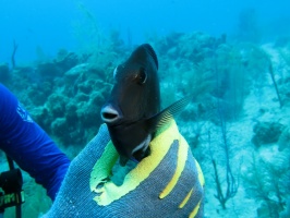 30 (dead) Blue Tang IMG 3712